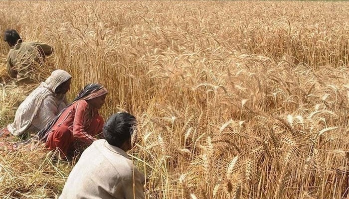Surplus wheat import caused Rs300bn loss to national exchequer